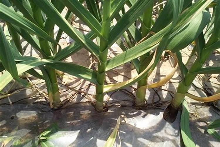 地膜大蒜的高产栽培技术 大蒜怎么施肥好