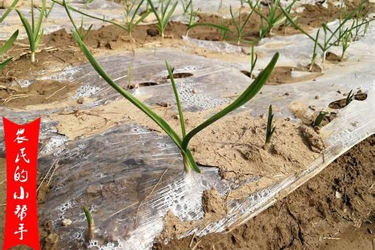 秋播大蒜地膜覆盖栽培如何进行整地施肥？