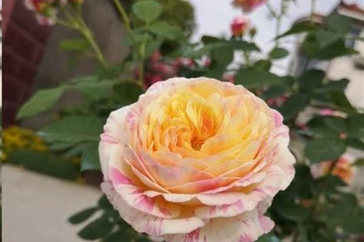 月季花花期可以施肥吗