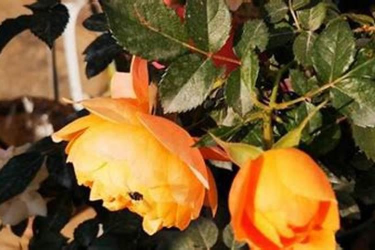 月季花怎么使用复合肥