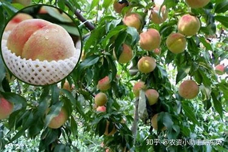 桃树什么时候施肥效果好,桃树施肥最佳时间