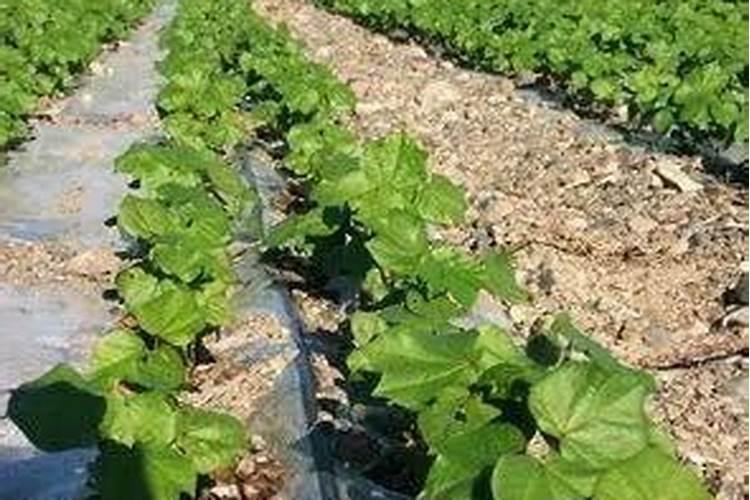 大棚种植需要什么技术？