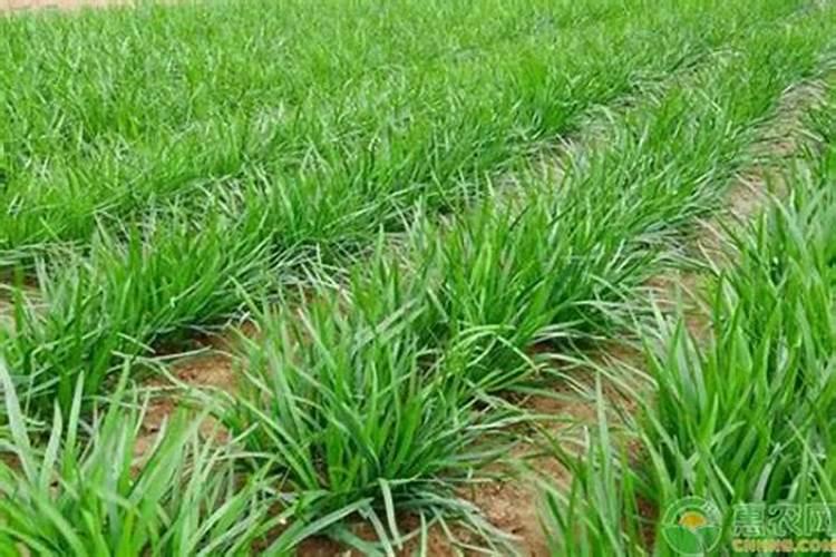 用什么洗头可以让头发变密变粗