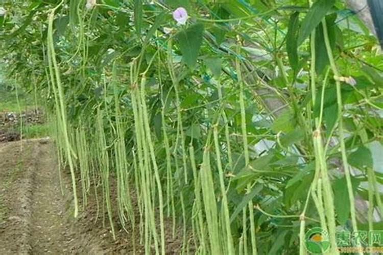 这些作物怎么使用鱼蛋白肥？千万别施错了!