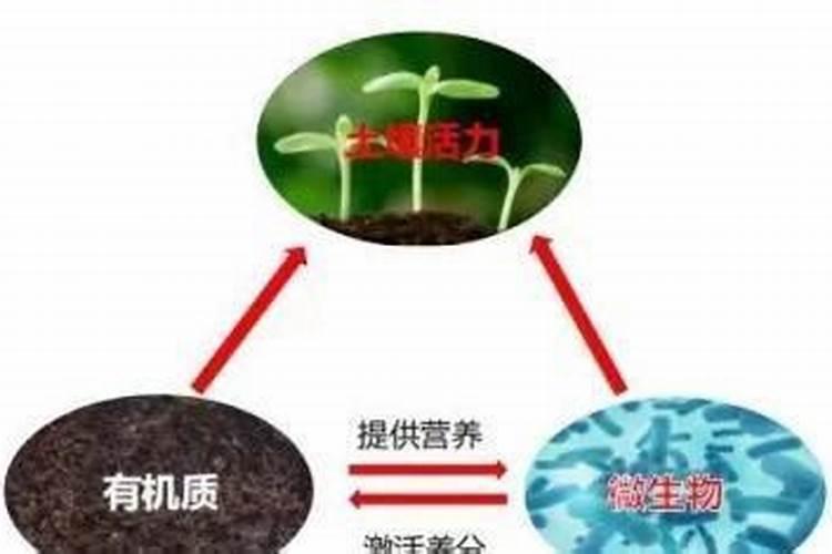 磷肥在土壤中保持多久肥效