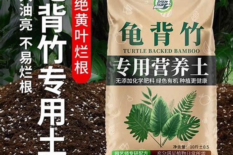 龟背竹养护小技巧