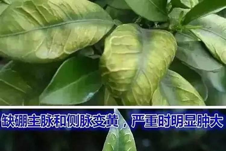 杀虫的可以和硼肥混用吗