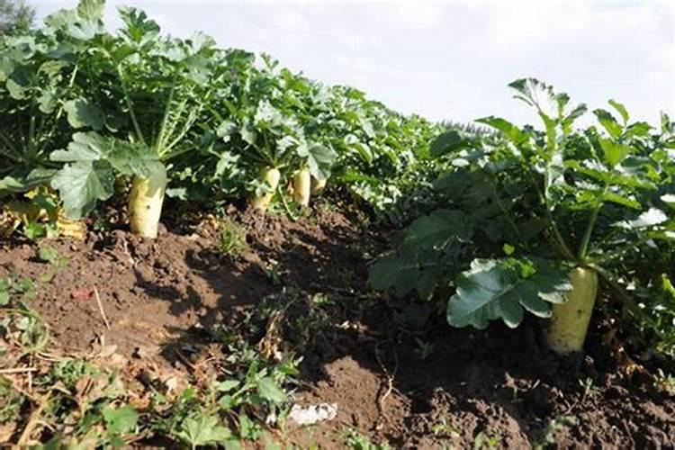 请问各位老师,白菜,瓢儿菜,菜心等蔬菜,要用什么叶面肥,什么药治虫,治...