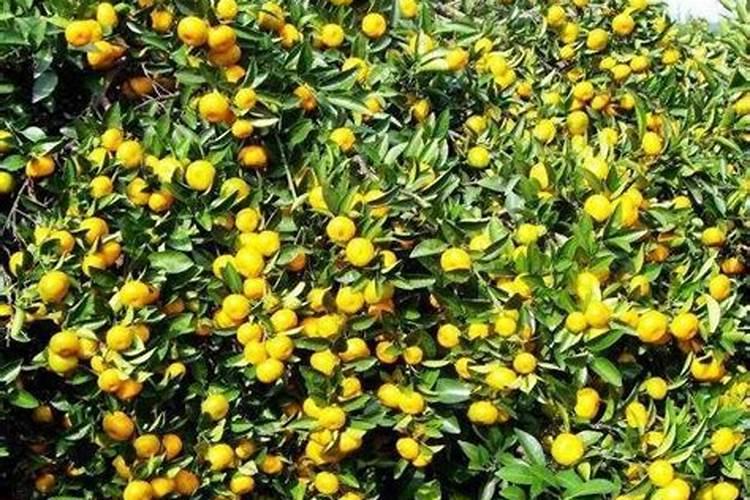 为什么柑橘尝起来是酸的 柑橘如何管理才能皮薄光滑