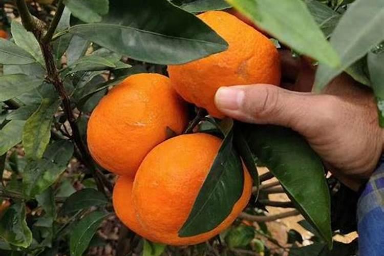 为什么柑橘口感会偏酸 柑橘增甜要怎么施肥