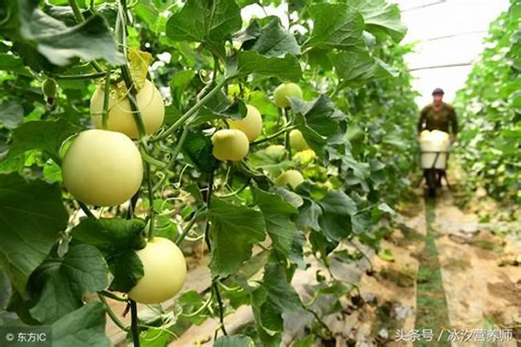 甜瓜九片叶子可以喷硼肥吗？