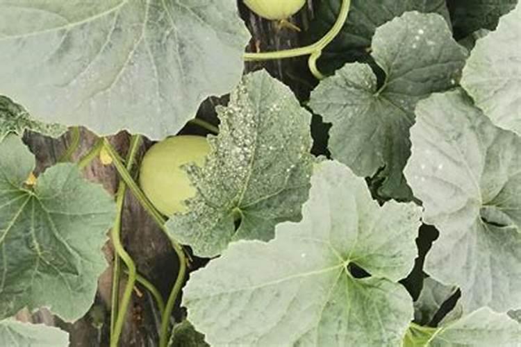 甜瓜打什么叶面肥最好？甜瓜施肥时间及方法？