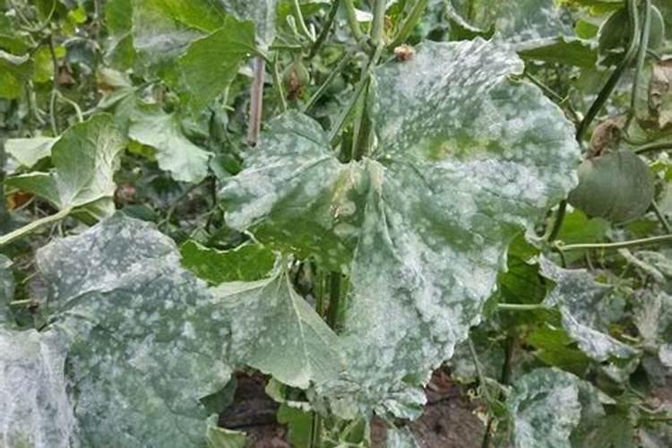 大鹏 甜瓜授粉后坐不住瓜怎么回事？