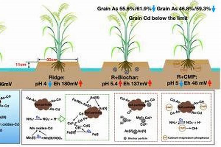 芒果树用什么肥料最好