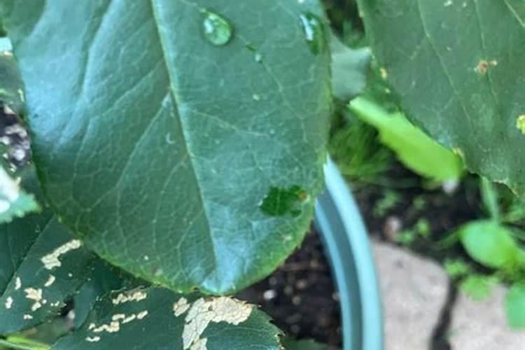 阳光玫瑰成熟期施什么肥