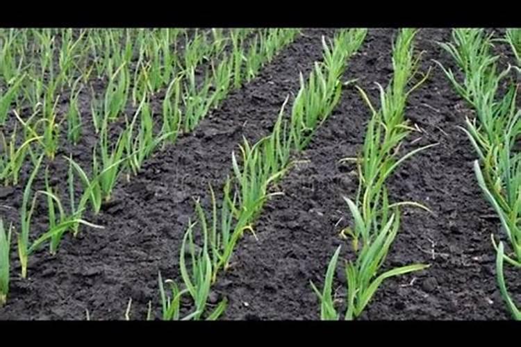 水稻僵苗怎么办