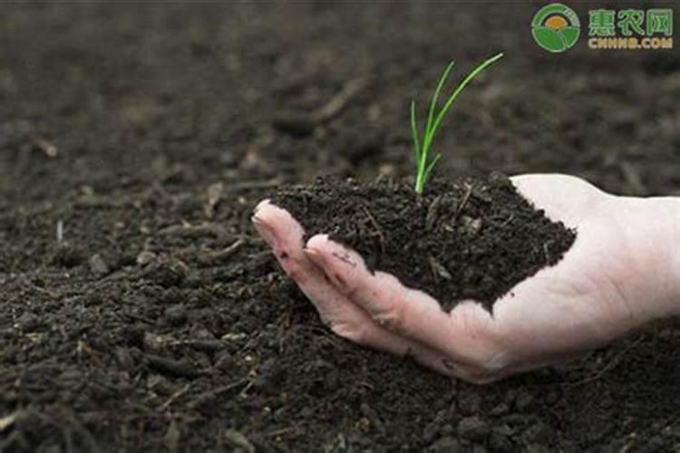 家养桔子树施什么肥料,腐熟的有机肥配叶面肥