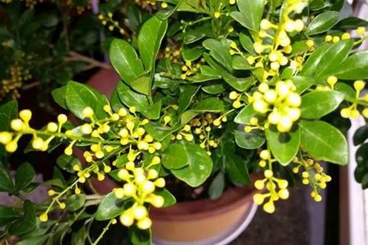 米兰花小苗可以施肥吗