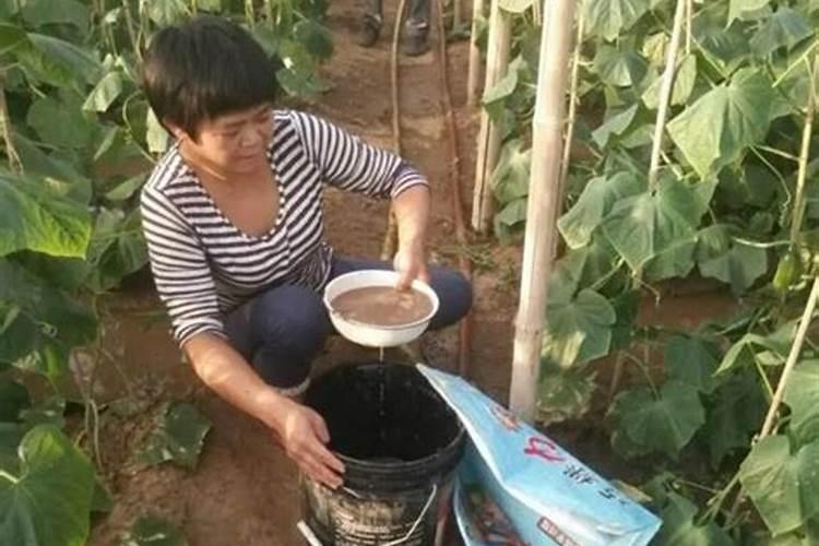 有机肥是什么样子