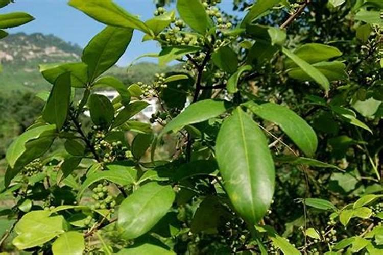 花椒用什么化肥好？