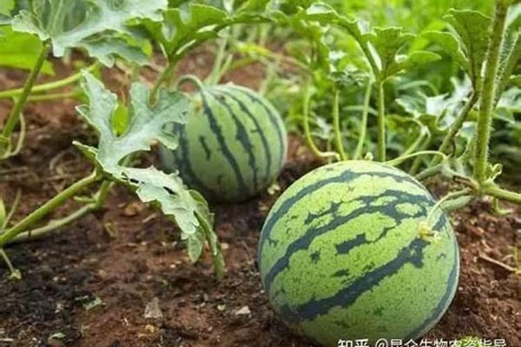 西瓜长到14、5斤了,在充平衡肥行吗？