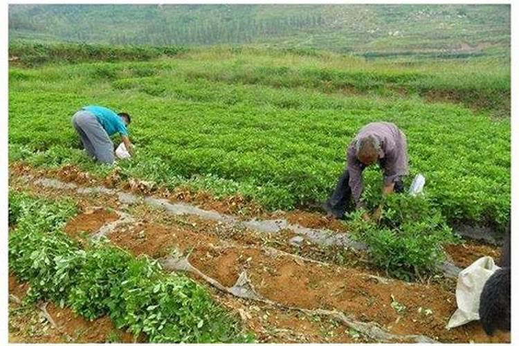 玉米田能用硫酸钾复合肥吗 可用作种肥和根外追肥