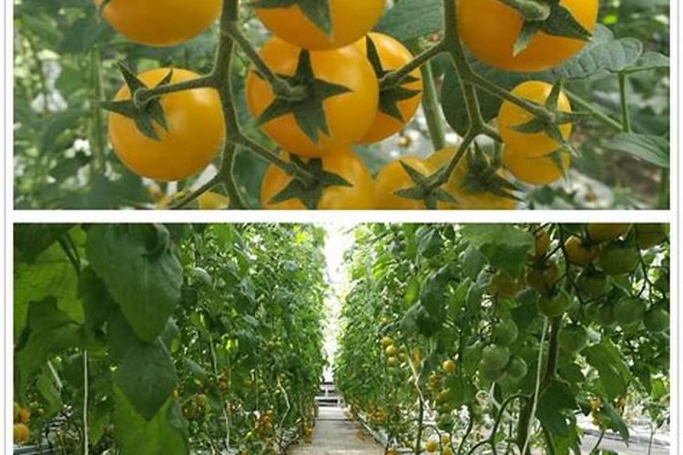 苹果树10月份施什么肥 苹果树10月施什么肥