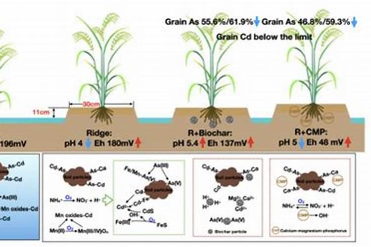 翠康花果灵最佳塔配