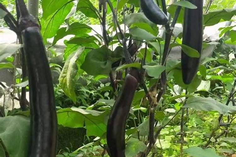 折耳根种植方法