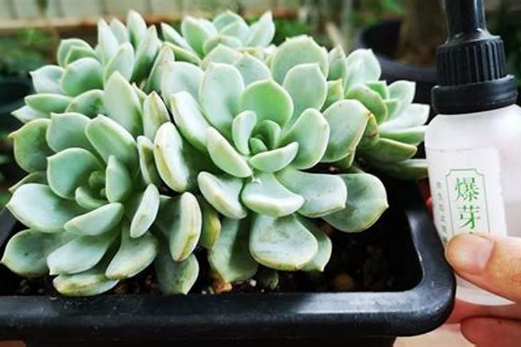 养多肉常用的3种肥料,前两种随便用,第三种新手慎用,你知道吗？