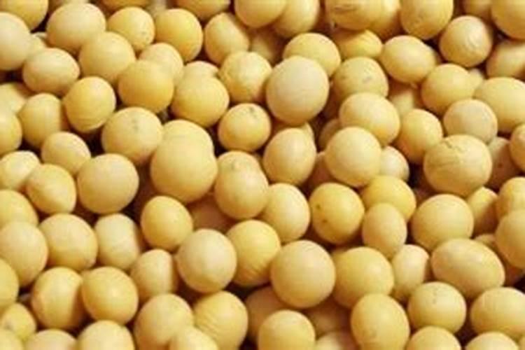 大马胶鱼怎么吃