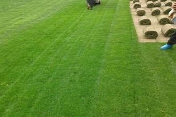 ...我这草坪出现大面积腐霉枯萎病 要用什么药灌根 具体怎么操作 最好...