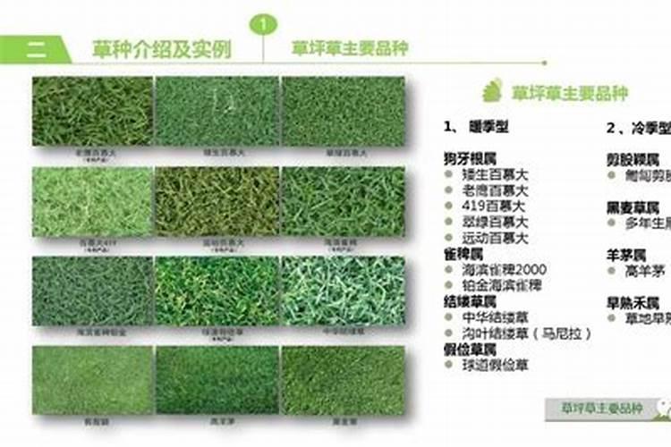 草坪里斑地锦防治