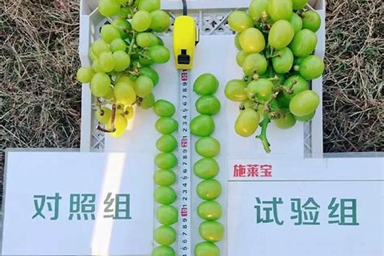 松红梅怎么施肥