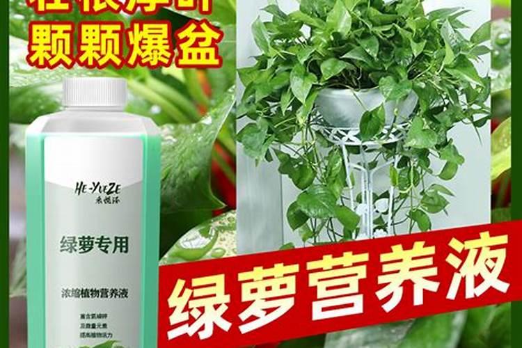 种绿萝施什么肥料,绿萝施肥方法有哪些