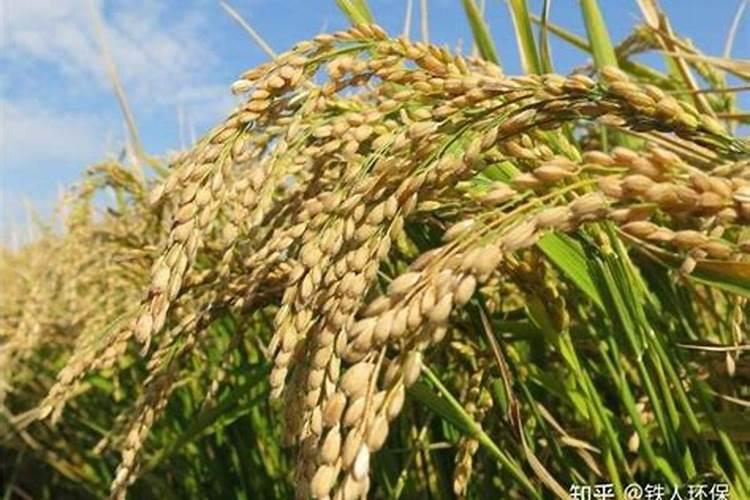 水稻施磷肥有什么作用