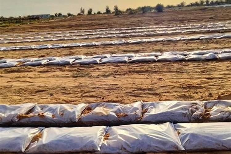 沙漠玫瑰开完花如何复壮工作