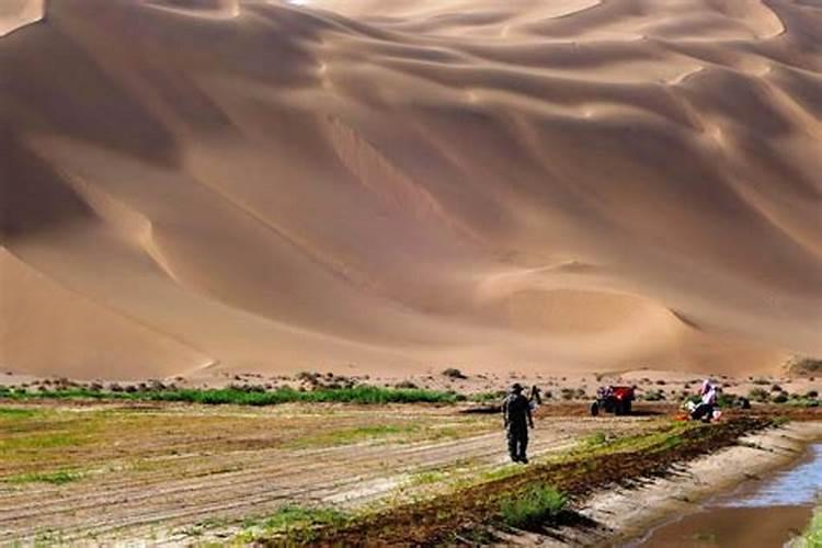 沙漠玫瑰怎么养