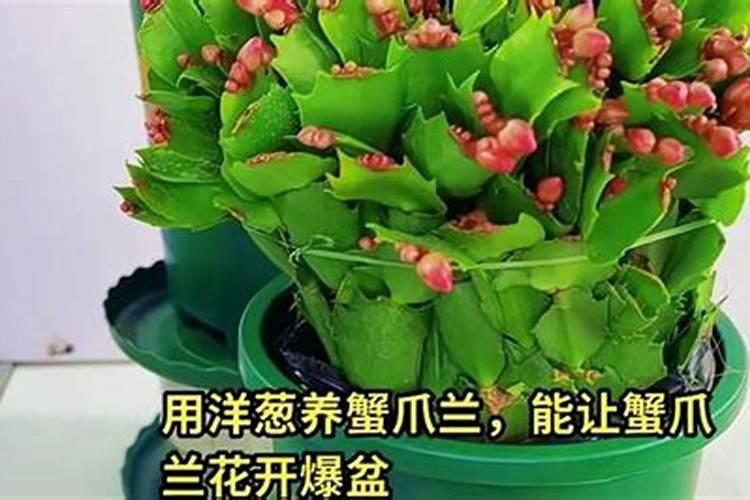 4种花容易黄叶,原来缺1种肥,难怪养不好