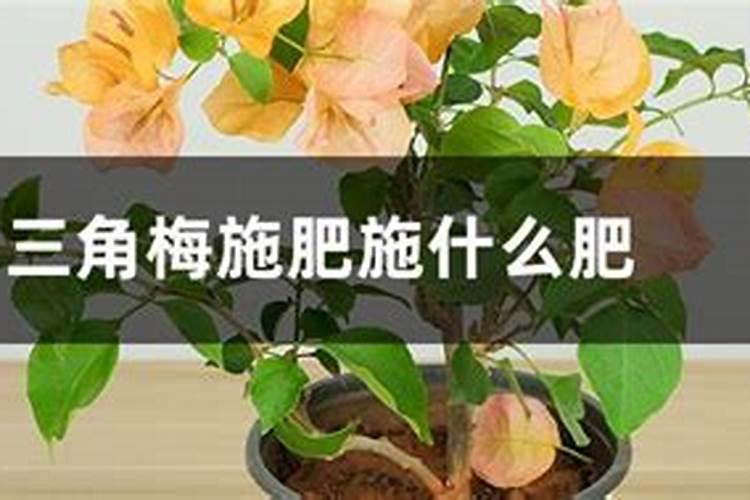 磷酸二氢钾对三角梅怎么养施肥