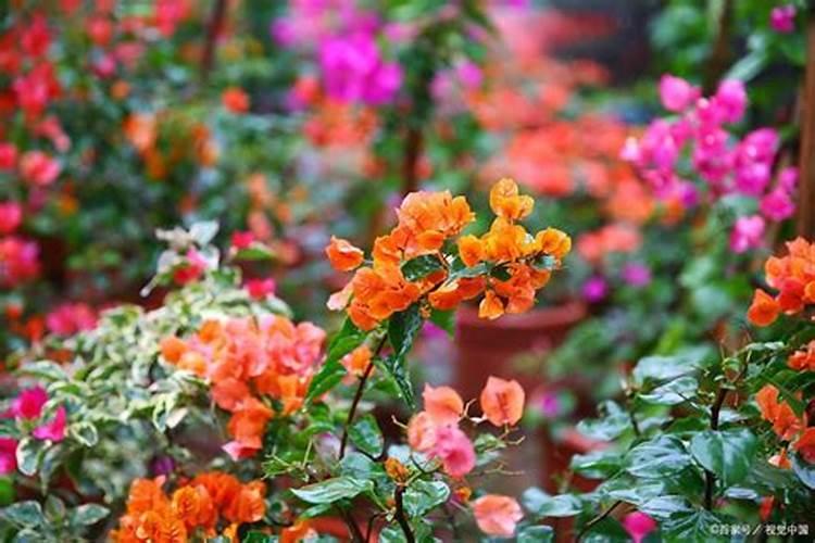 三角梅施什么肥最好