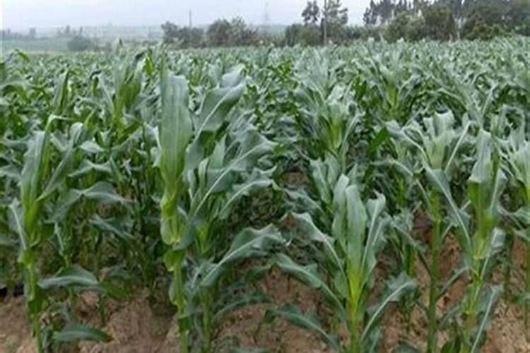 长期施钙镁磷肥害处