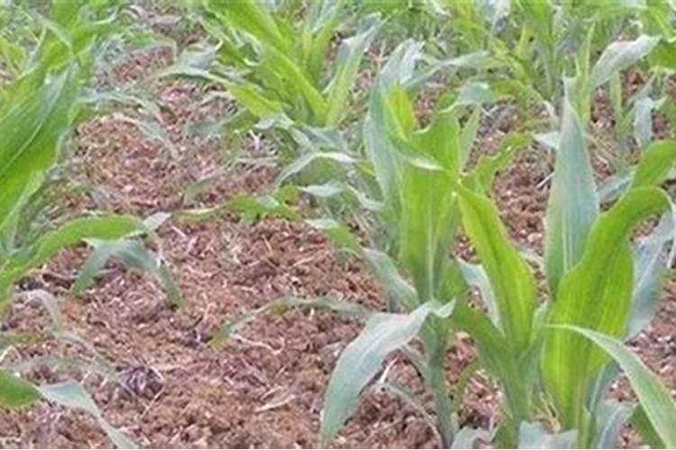 玉米地底肥用磷比氮多好吗？