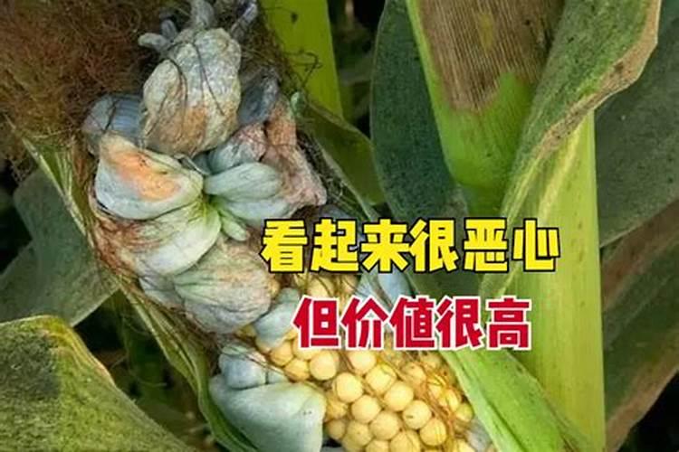 磷肥过量会导致什么后果？