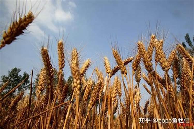 影响沃柑品质的因素？