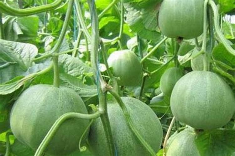 甜瓜打叶面肥的时期和叶面肥的选择有什么要点？