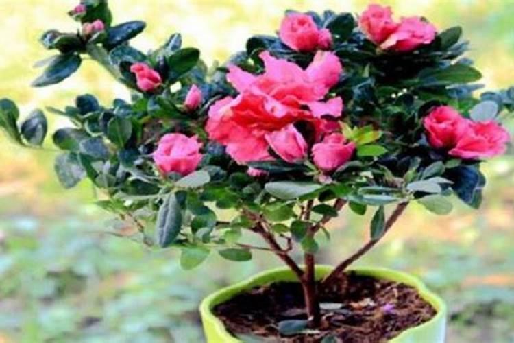 种植毛杜鹃需用什么叶面肥