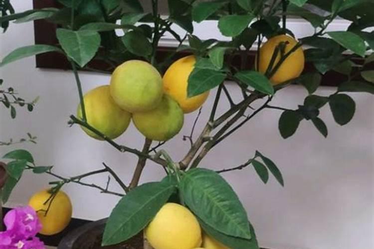 剪完枝+柠檬树不开花怎么办？