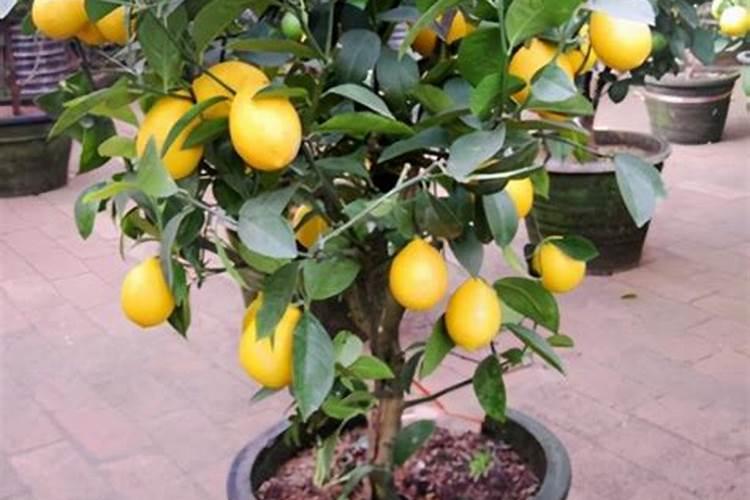 柠檬树不开花不结果的原因是什么 柠檬树不开花不结果的原因