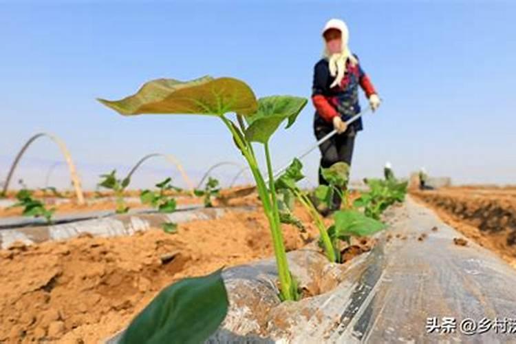 红薯如何种植才能获得高产？